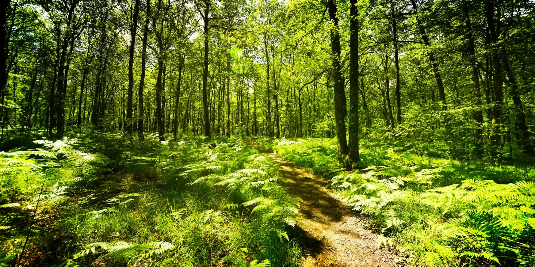 Séjour nature en camping près de la forêt dans le Morbihan