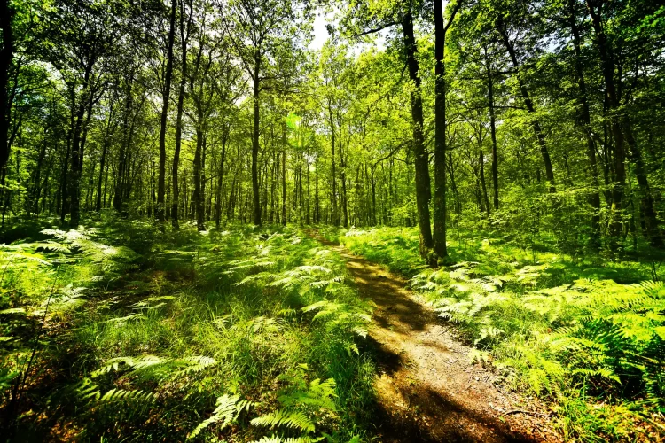 Séjour nature en camping près de la forêt dans le Morbihan